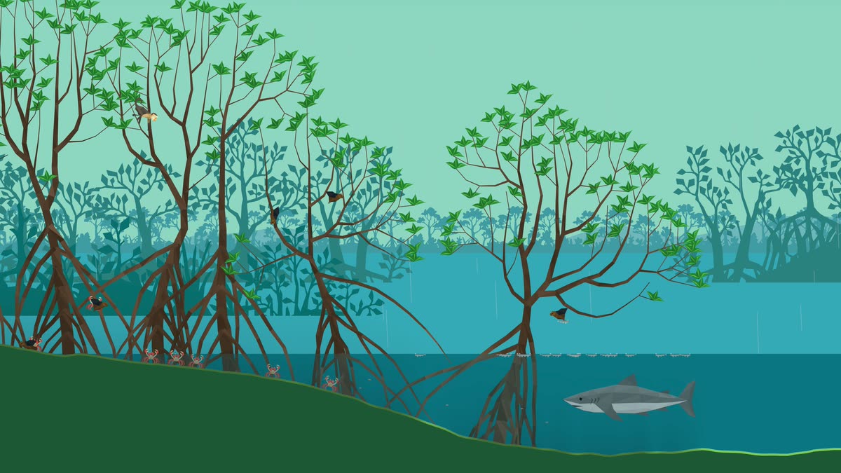 Mangrove habitat with a bull shark